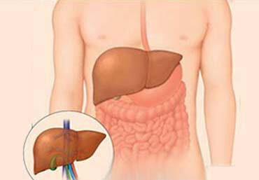liver with digestive system